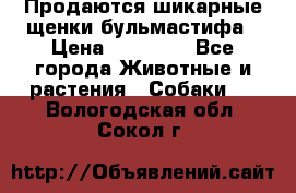 Продаются шикарные щенки бульмастифа › Цена ­ 45 000 - Все города Животные и растения » Собаки   . Вологодская обл.,Сокол г.
